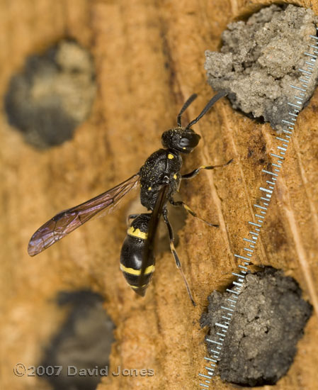 Solitary Wasp (Symmorphus bifaciatus) at bee hotel - 1
