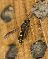 Solitary Wasp (Symmorphus bifaciatus) at bee hotel
