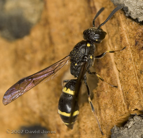 Solitary Wasp (Symmorphus bifaciatus) at bee hotel - close-up