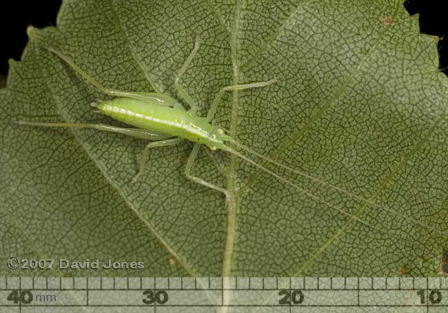 Oak Bush Cricket nymph (Meconema thalassinium) on Birch leaf