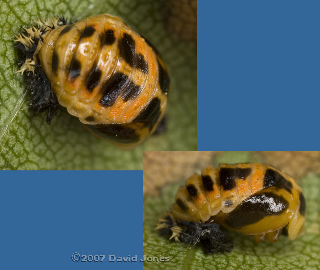 Harlequin Ladybird pupa on Birch leaf