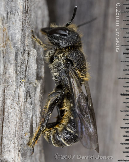 Newly emerged solitary bee (Heriades truncorum) - side view