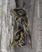 Newly emerged solitary bee (Heriades truncorum) - side view