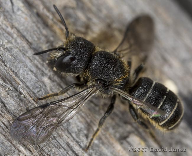 Newly emerged solitary bee (Heriades truncorum) female exercises her wings