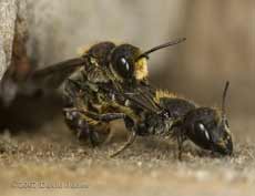 Newly emerged solitary bee (Heriades truncorum) mating