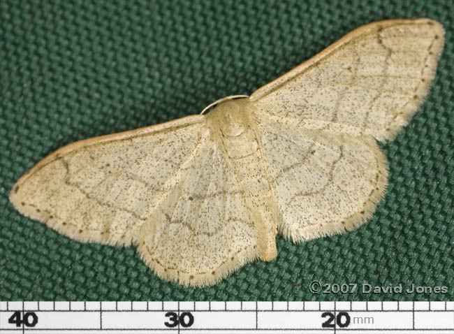 Moth - Riband Wave (Idaea aversata - form remutata)?