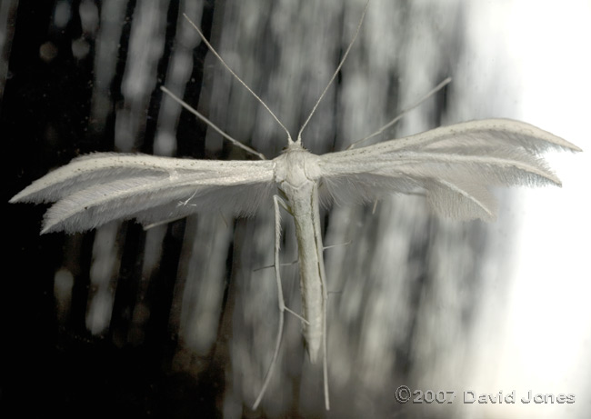 White Plume Moth (Pterophorus pentadactylia) on kitchen window