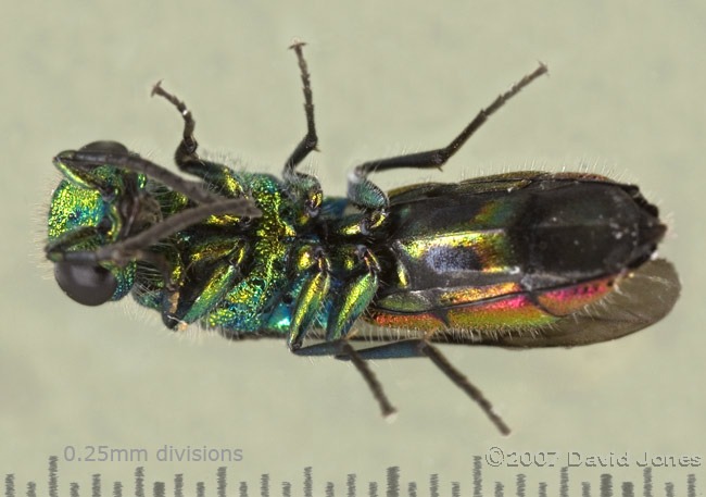 Ruby-tailed Wasp (Chrysis ignita?) - underside