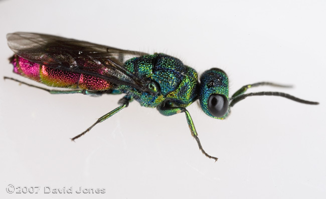 Ruby-tailed Wasp (Chrysis ignita?) - oblique view