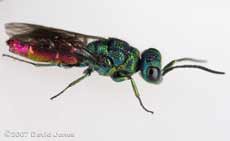 Ruby-tailed Wasp (Chrysis ignita?)