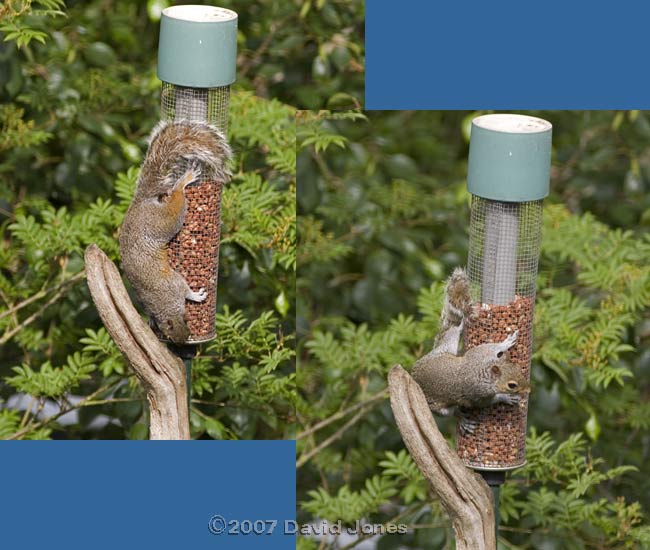 Grey Squirrel at peanut feeder