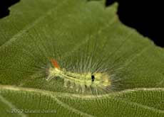Caterpillar on Birch leaf