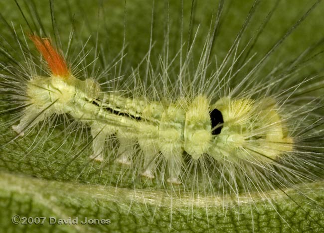 Caterpillar on Birch leaf - close-up