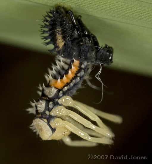 Harlequin Ladybird nymph undergoes a moult - 1