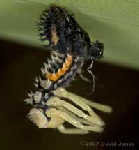 Harlequin Ladybird nymph undergoes a moult