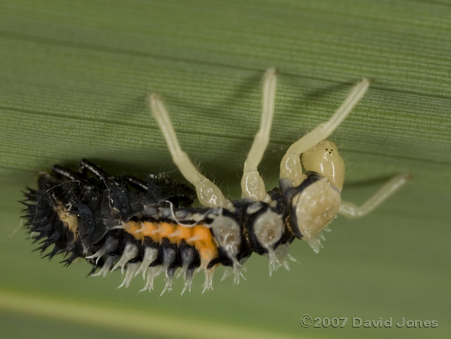 Harlequin Ladybird nymph undergoes a moult - 2