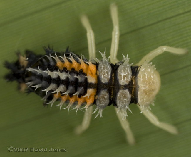 Harlequin Ladybird nymph - dorsal spines