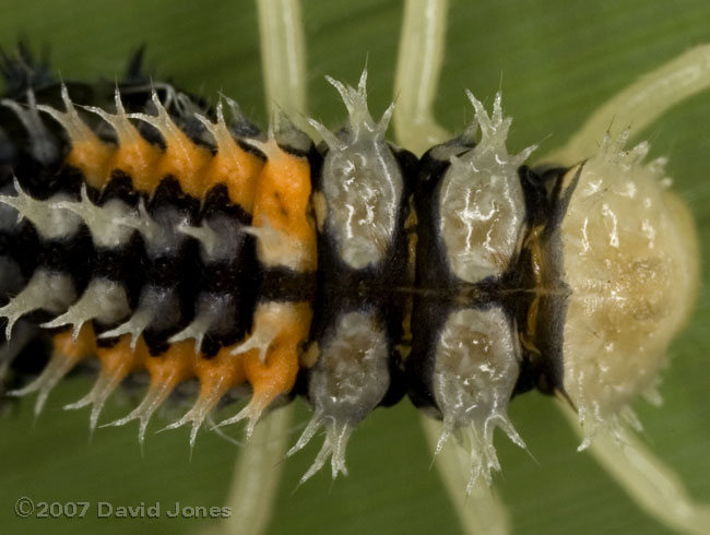 Harlequin Ladybird nymph - dorsal spines - close-up