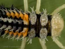 Harlequin Ladybird nymph - dorsal spines detail
