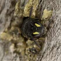 Yellow-faced Bee (Hylaeus sp.?) at bee hotel