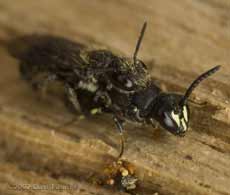 Yellow-faced Beee mating (Hylaeus sp.?)