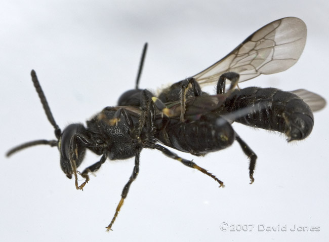 Yellow-faced Beee mating (Hylaeus sp.?) - ventral view