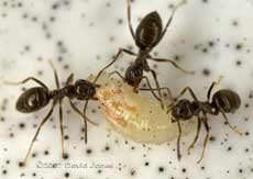 Ants drag a hoverfly larva towards their nest