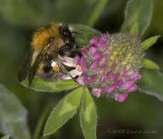 Carder Bee at Red Clover flowers