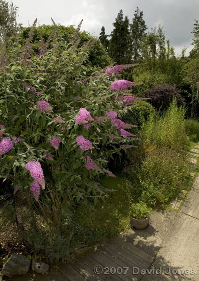 Garden view 1 - Buddleia