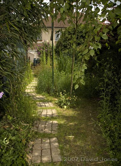 Garden view 3 - towards the house from the Birch tree