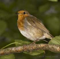 Robin in the Birch tree