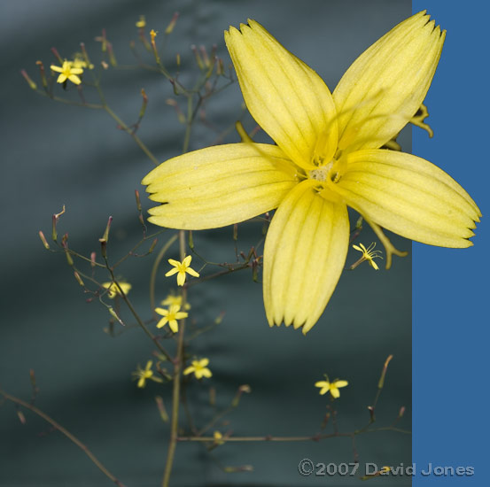 Wall Lettuce (Mycelis muralis)