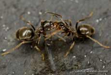 Interaction between ants