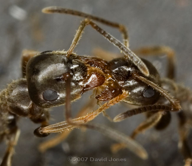 Interaction between ants - close-up