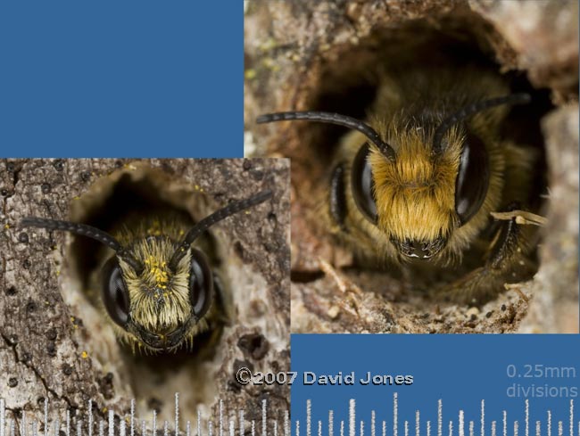  Large and small solitary bees look out of bee hotel