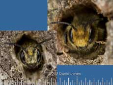 Large and small solitary bees look out of bee hotel