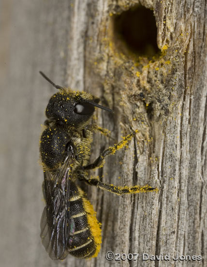 Heriades truncorum female with pollen