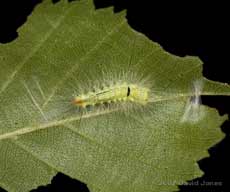 Caterpillar on Birch with silk structures
