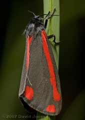 Newly emerged Cinnabar Moth