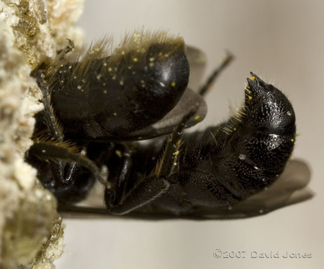 Heriades truncorum(?) pair in nest hole - 1