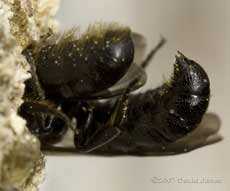 Heriades truncorum(?) pairattempt to nest in nest hole