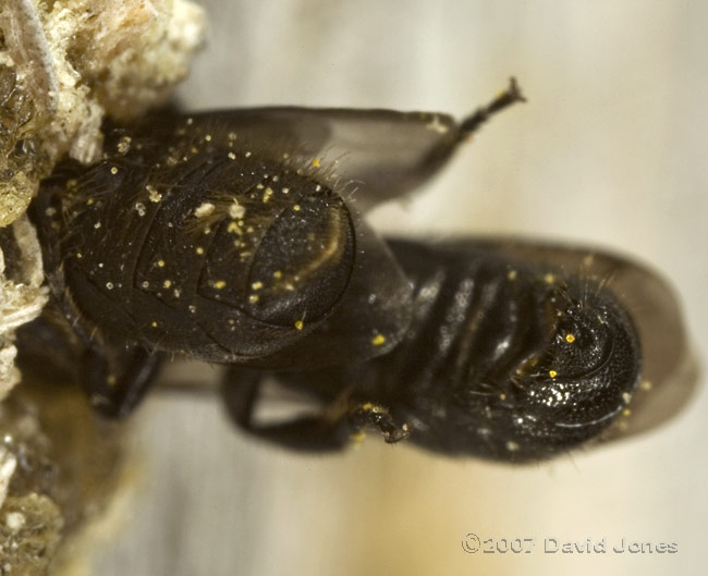 Heriades truncorum(?) pair in nest hole - 2