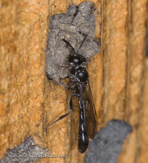 Trypoxylon figulus or T. attenuatum at bee hotel - 2