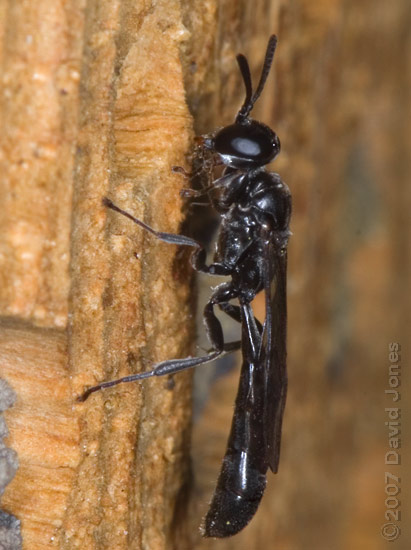 Trypoxylon figulus or T. attenuatum at bee hotel - 1