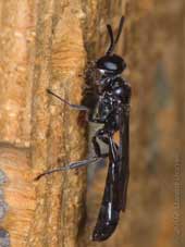 Trypoxylon figulus or T. attenuatum at bee hotel