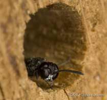 Trypoxylon figulus or T. attenuatum looks out of a 7mm hole at bee hotel