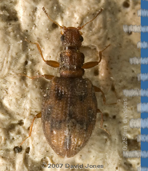 A tiny (unidentified) beetle on table cover