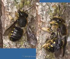 Wool Carder Bee (Anthidium manicatum)? at bee hotel