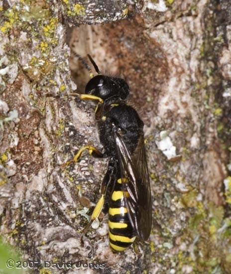 Solitary Wasp (unidentified) at bee hotel