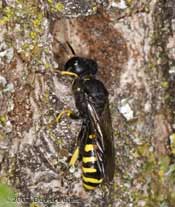 Solitary Wasp (unidentified) at bee hotel